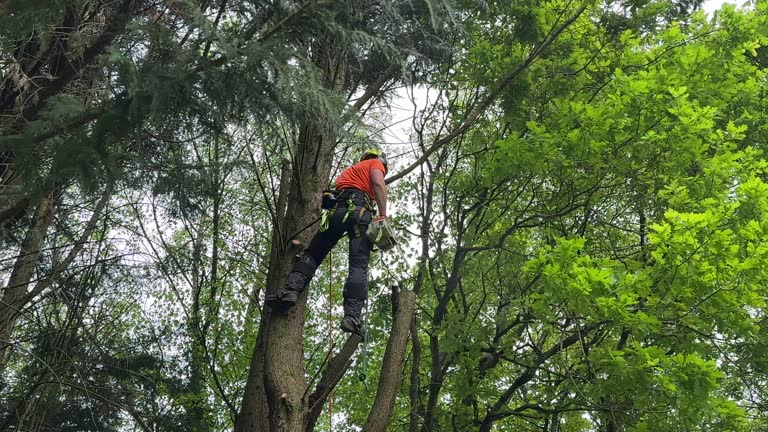 How Our Tree Care Process Works  in  Colorado City, TX