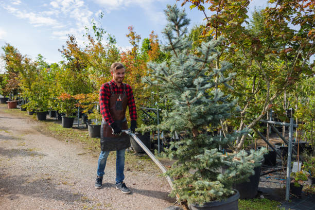 Best Tree Disease Treatment  in Colorado City, TX